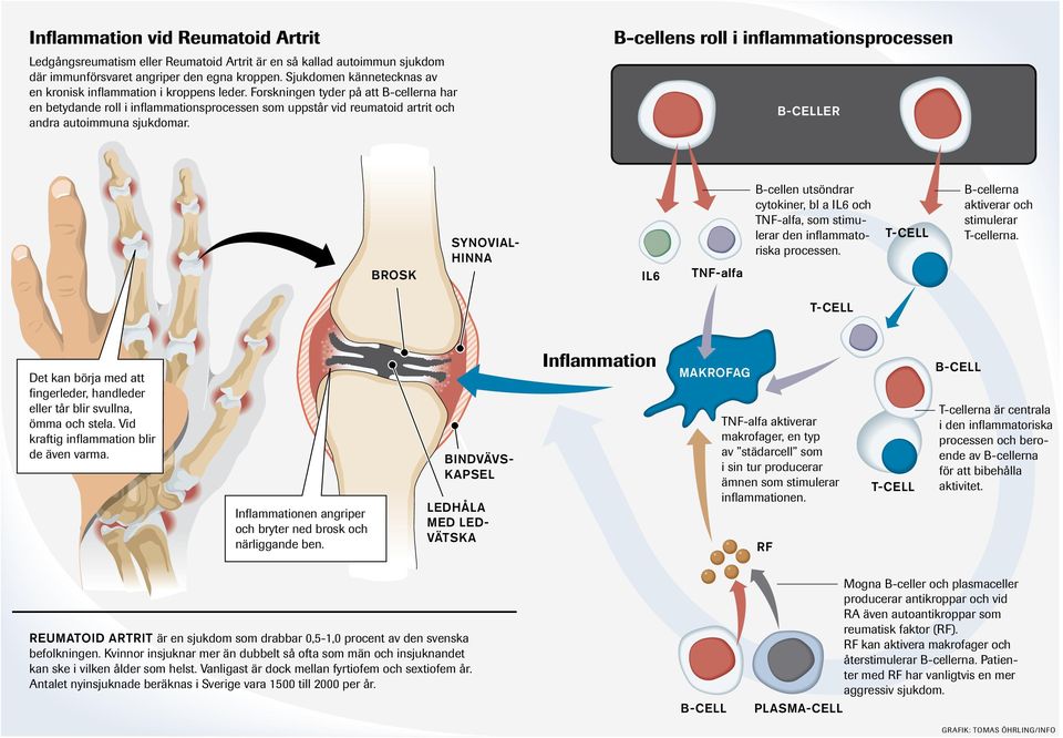 Forskningen tyder på att B-cellerna har en betydande roll i inflammationsprocessen som uppstår vid reumatoid artrit och andra autoimmuna sjukdomar.