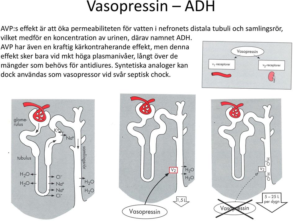 AVP har även en kraftig kärkontraherande effekt, men denna effekt sker bara vid mkt höga