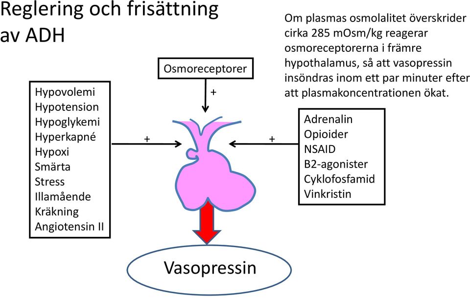 mosm/kg reagerar osmoreceptorerna i främre hypothalamus, så att vasopressin insöndras inom ett par
