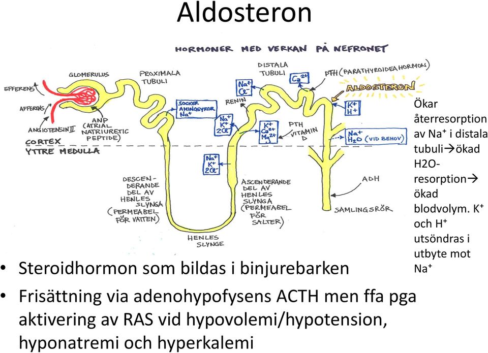 hypovolemi/hypotension, hyponatremi och hyperkalemi Ökar återresorption