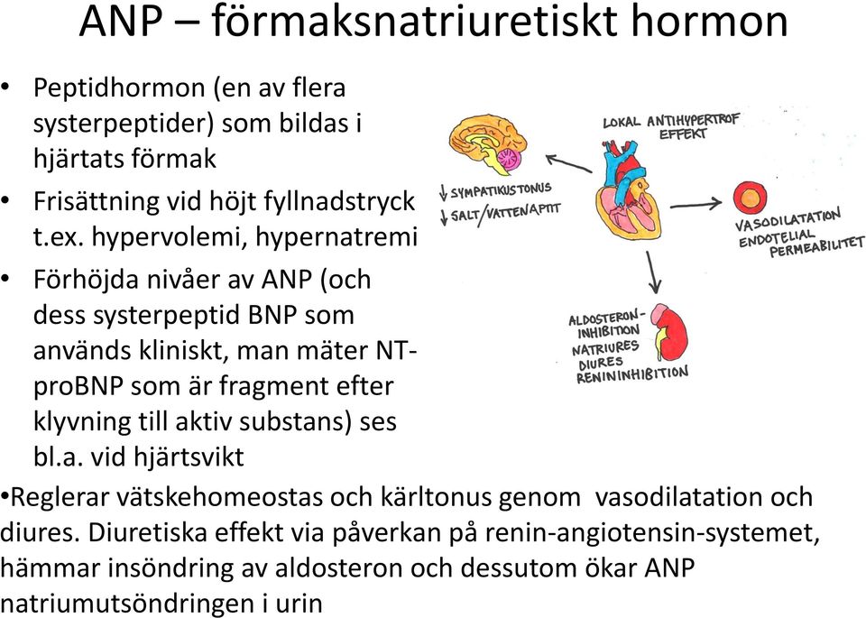fragment efter klyvning till aktiv substans) ses bl.a. vid hjärtsvikt Reglerar vätskehomeostas och kärltonus genom vasodilatation och diures.