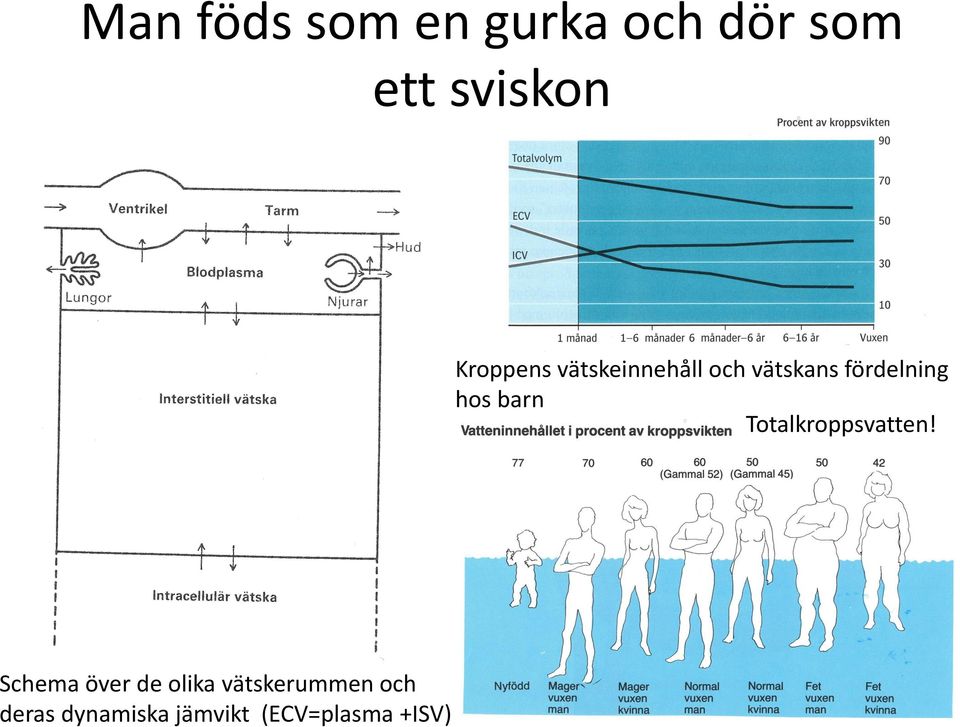 hos barn Totalkroppsvatten!