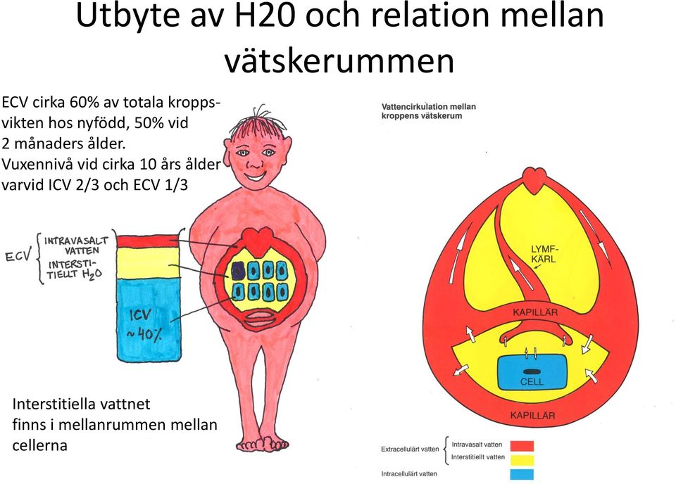 Vuxennivå vid cirka 10 års ålder varvid ICV 2/3 och ECV 1/3