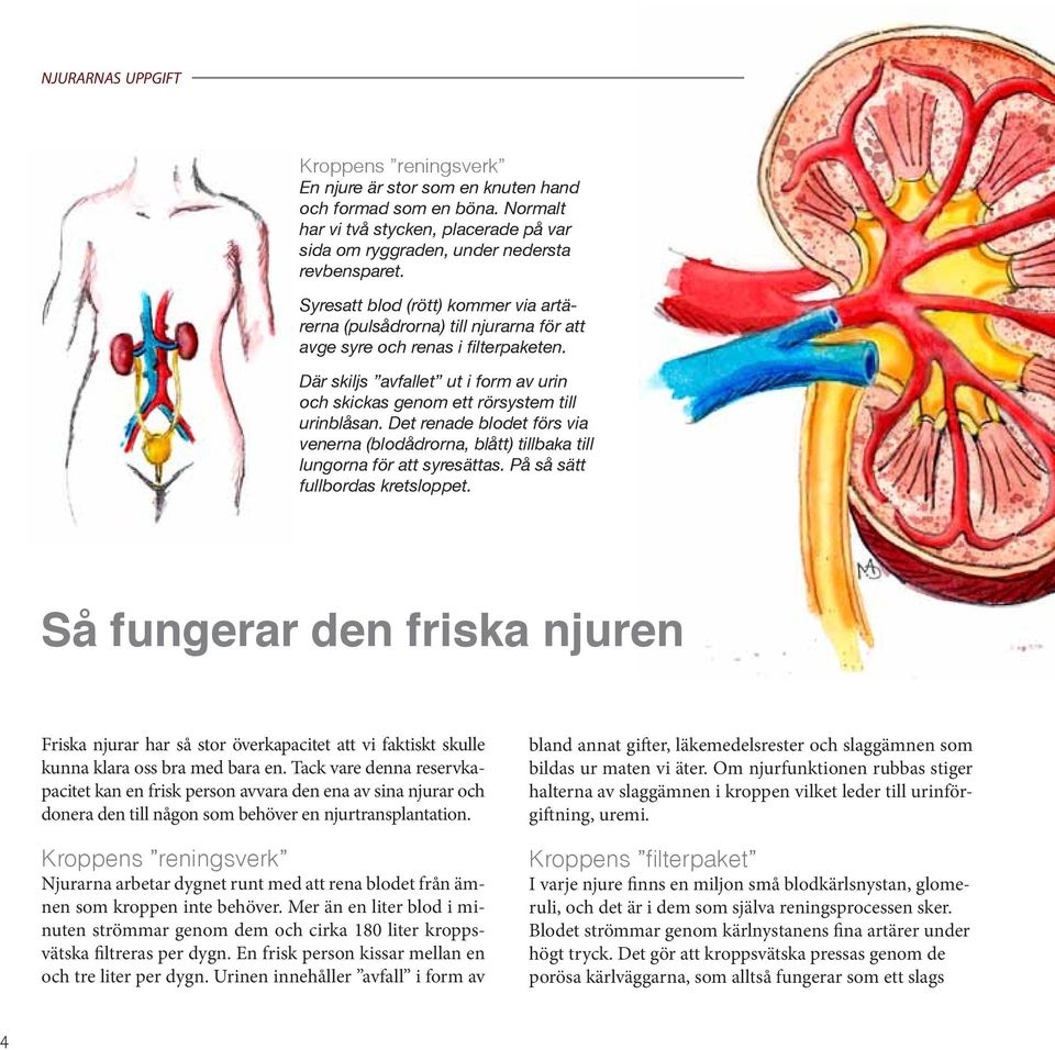 Där skiljs avfallet ut i form av urin och skickas genom ett rörsystem till urinblåsan. Det renade blodet förs via venerna (blodådrorna, blått) tillbaka till lungorna för att syresättas.