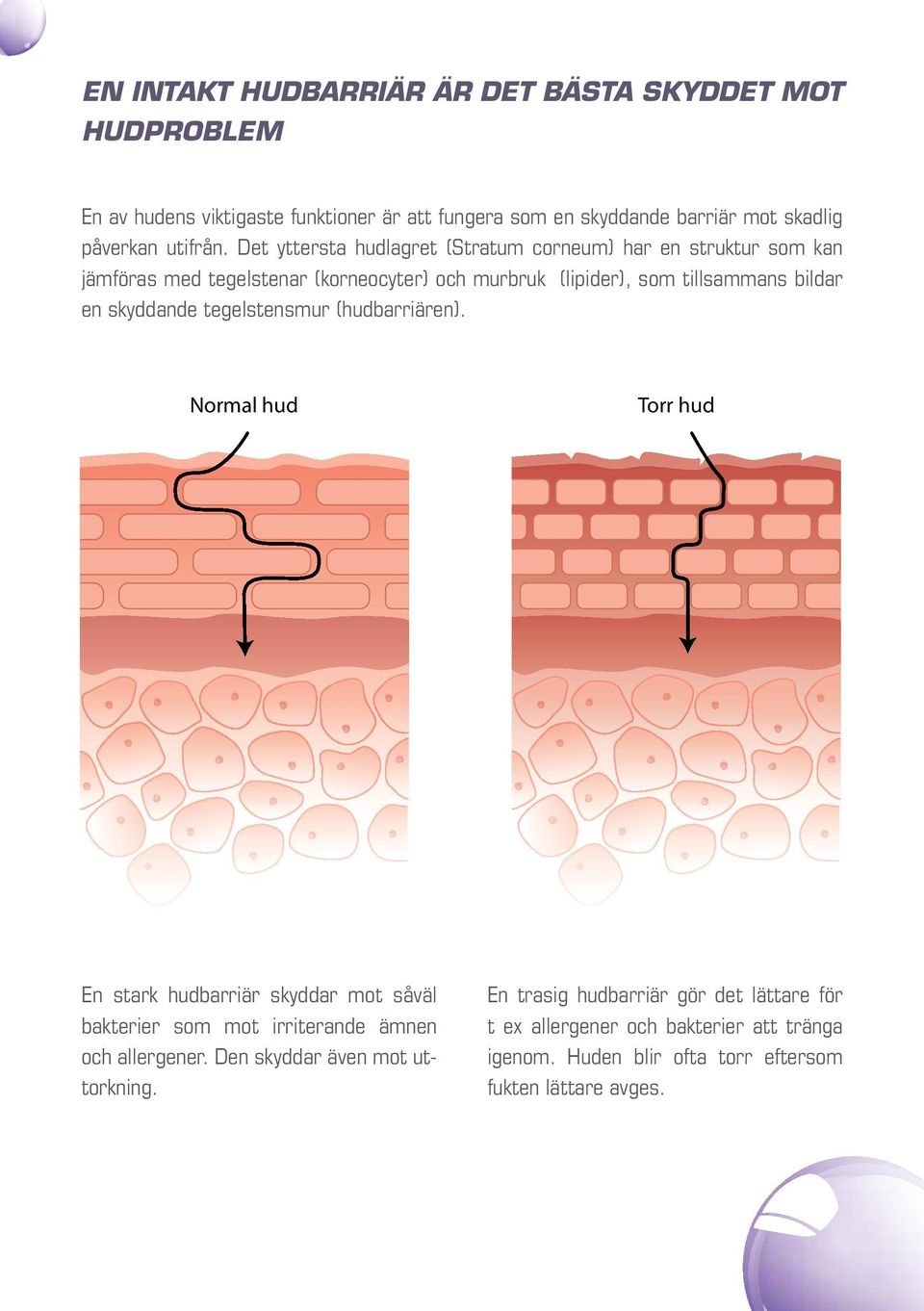 Det yttersta hudlagret (Stratum corneum) har en struktur som kan jämföras med tegelstenar (korneocyter) och murbruk (lipider), som tillsammans bildar en