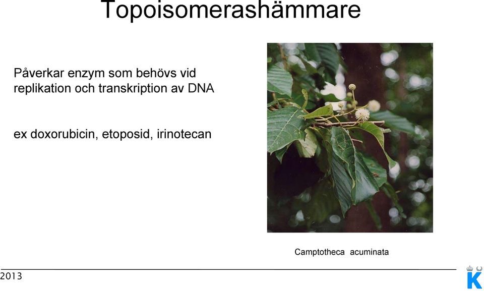 transkription av DNA ex doxorubicin,