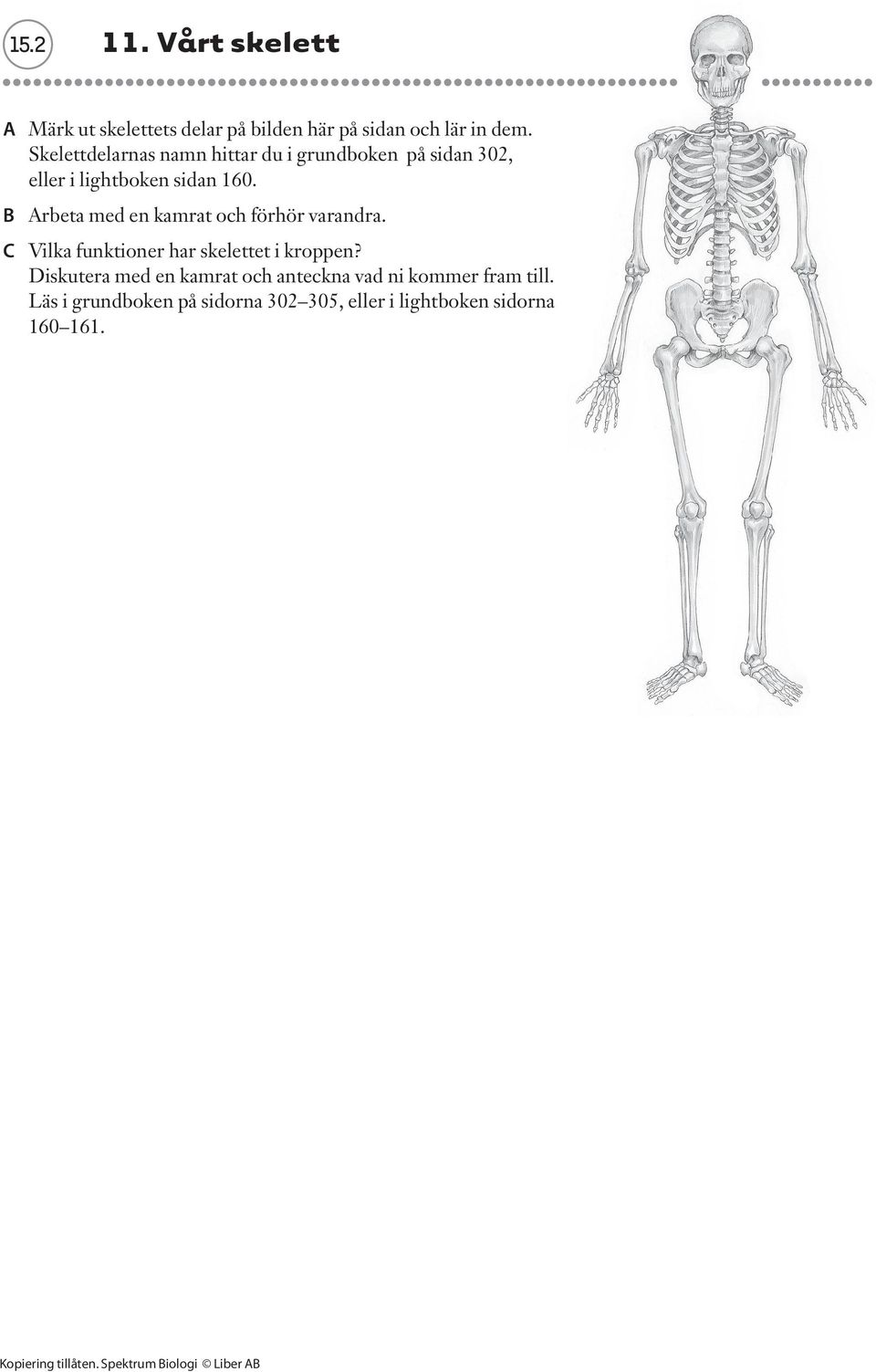 B Arbeta med en kamrat och förhör varandra. C Vilka funktioner har skelettet i kroppen?