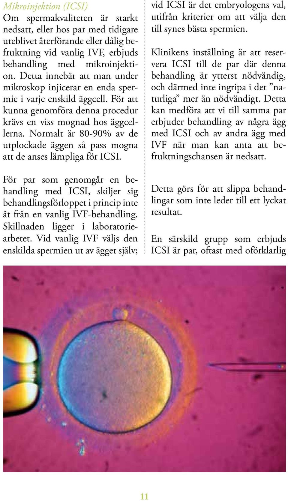 Normalt är 80-90% av de utplockade äggen så pass mogna att de anses lämpliga för ICSI.