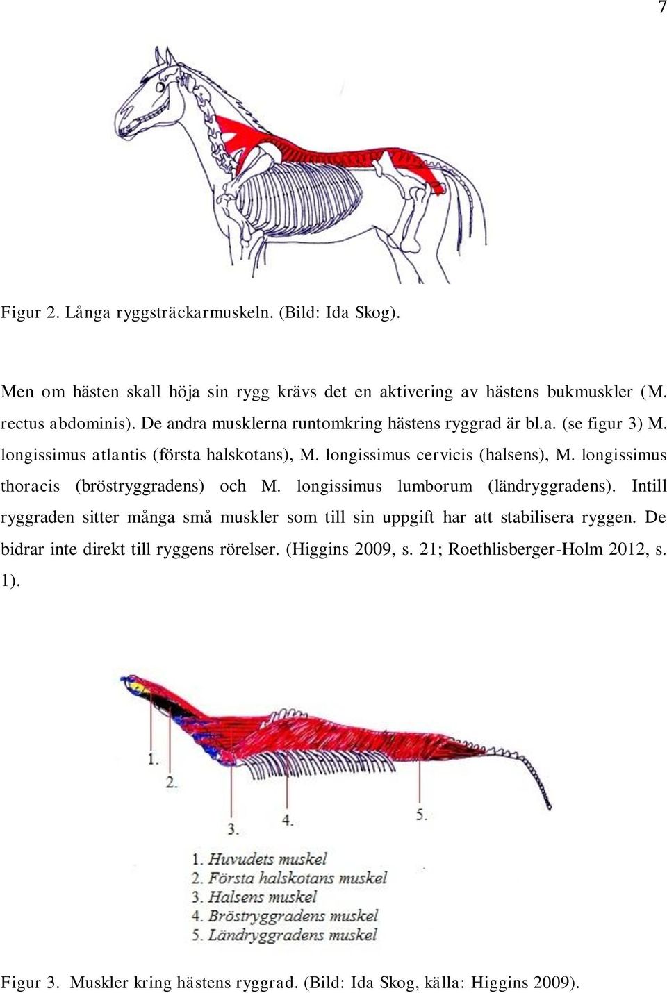 longissimus thoracis (bröstryggradens) och M. longissimus lumborum (ländryggradens).