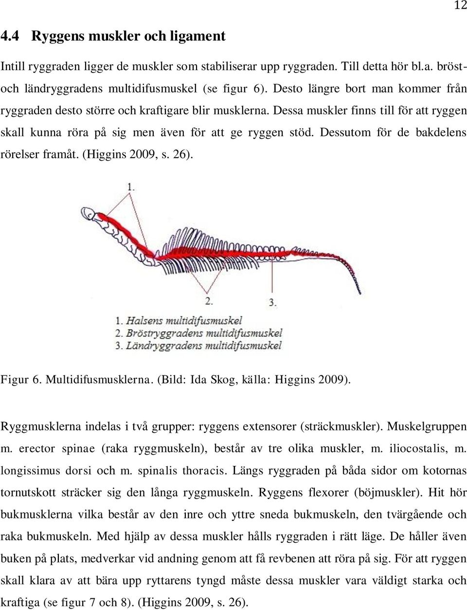 Dessutom för de bakdelens rörelser framåt. (Higgins 2009, s. 26). Figur 6. Multidifusmusklerna. (Bild: Ida Skog, källa: Higgins 2009).