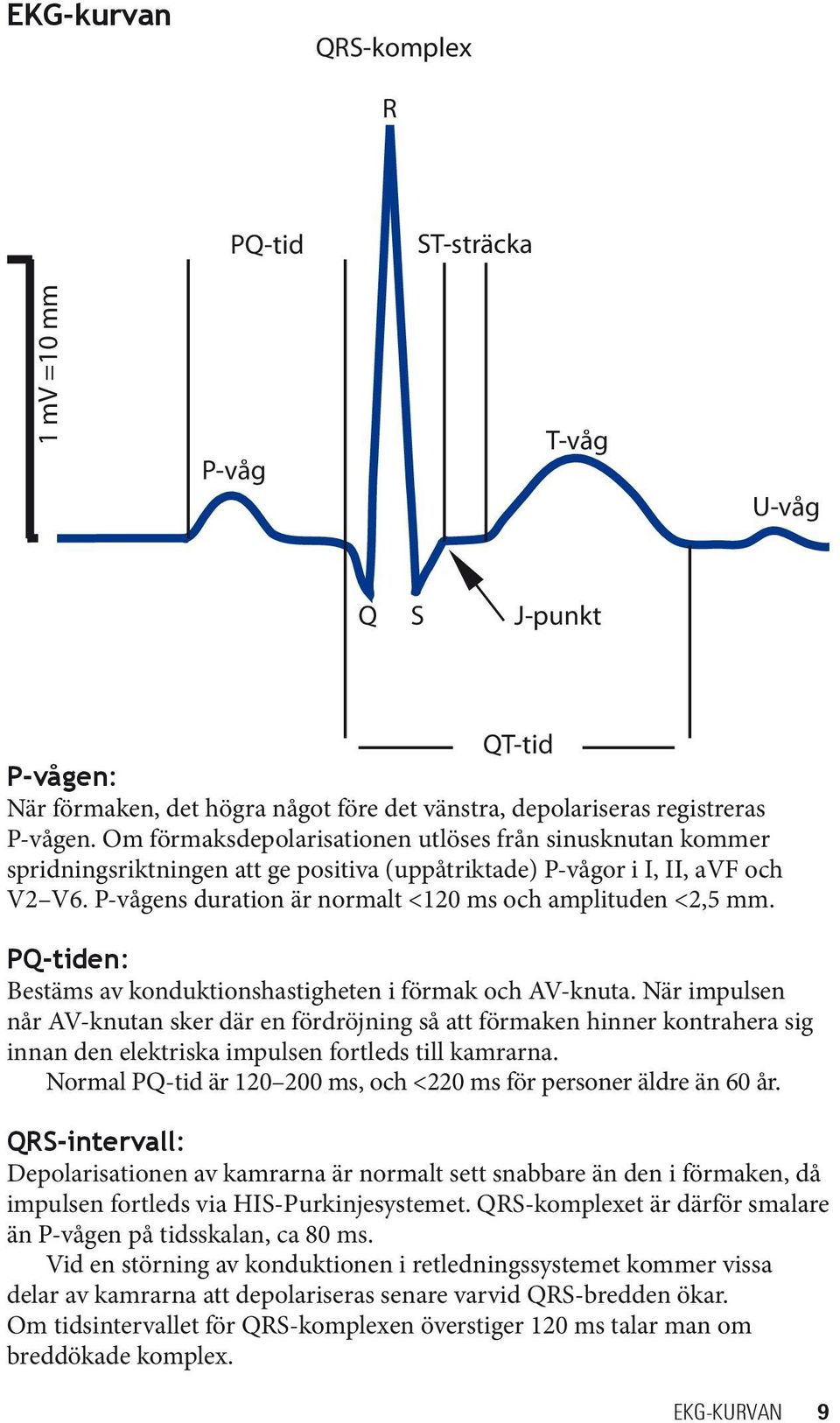 P-vågens duration är normalt <120 ms och amplituden <2,5 mm. PQ-tiden: Bestäms av konduktionshastigheten i förmak och AV-knuta.