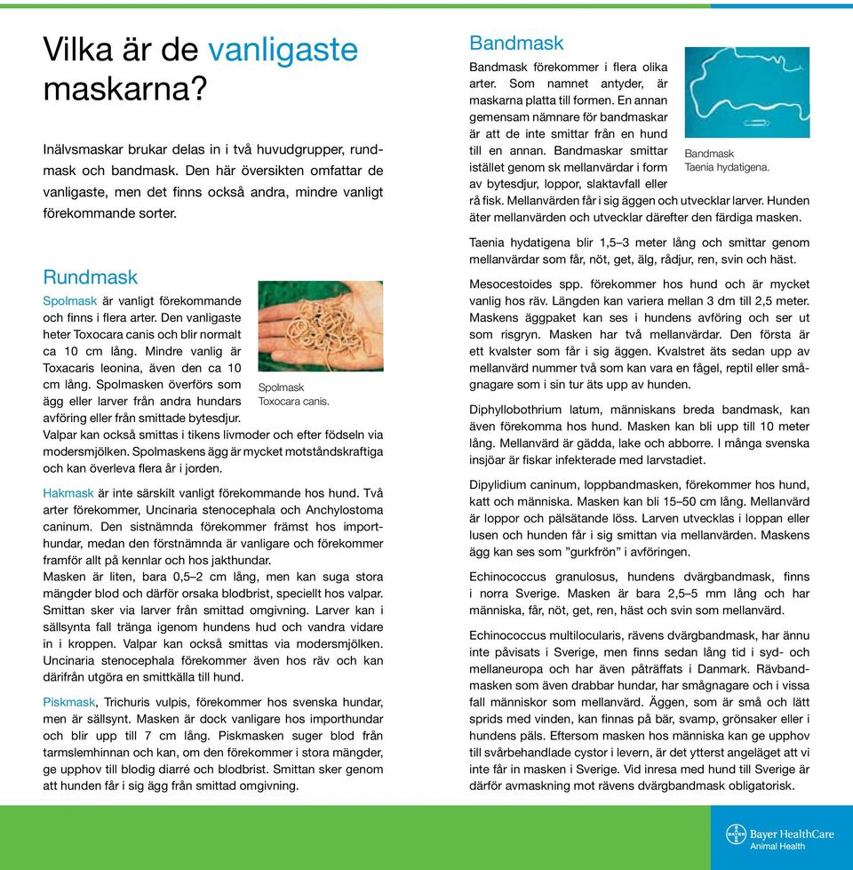Den vanligaste heter Toxocara canis och blir normalt ca 10 cm lång. Mindre vanlig är Toxacaris leonina, även den ca 10 cm lång.