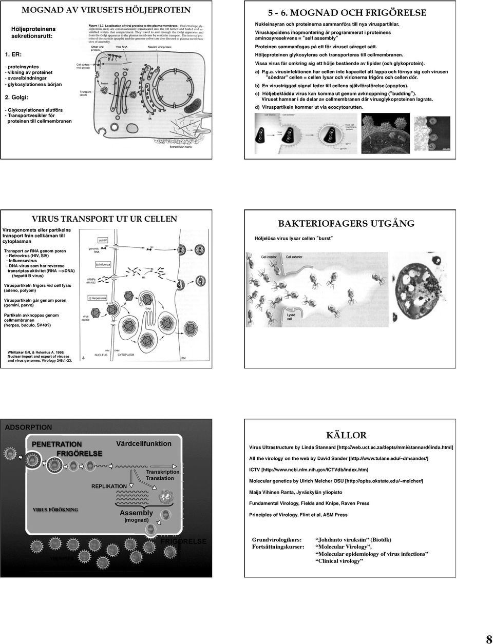 Viruskapsidens ihopmontering är programmerat i proteinens aminosyresekvens = self assembly Proteinen sammanfogas på ett för viruset säreget sätt.