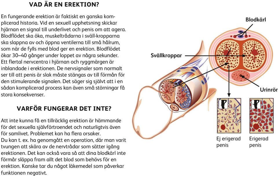 Blodflödet ökar 30 40 gånger under loppet av några sekunder. Ett flertal nervcentra i hjärnan och ryggmärgen är inblandade i erektionen.