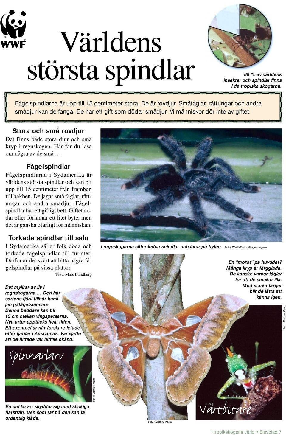 Här får du läsa om några av de små Fågelspindlar Fågelspindlarna i Sydamerika är världens största spindlar och kan bli upp till 15 centimeter från framben till bakben.