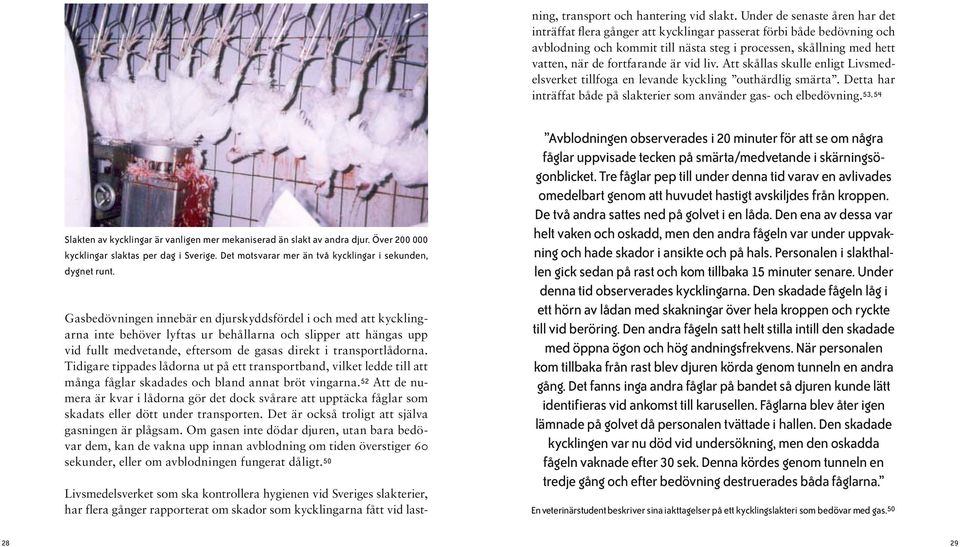 är vid liv. Att skållas skulle enligt Livsmedelsverket tillfoga en levande kyckling outhärdlig smärta. Detta har inträffat både på slakterier som använder gas- och elbedövning.