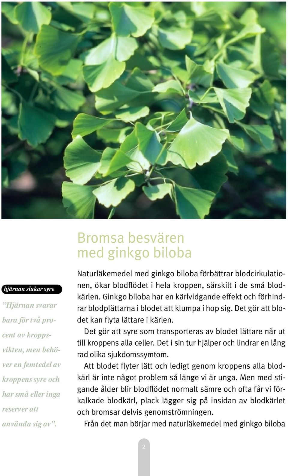 Ginkgo biloba har en kärlvidgande effekt och förhindrar blodplättarna i blodet att klumpa i hop sig. Det gör att blodet kan flyta lättare i kärlen.