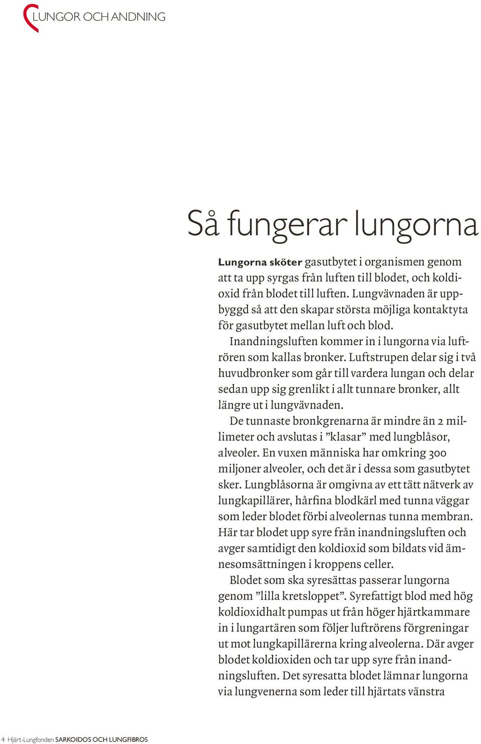 Luftstrupen delar sig i två huvudbronker som går till vardera lungan och delar sedan upp sig grenlikt i allt tunnare bronker, allt längre ut i lungvävnaden.