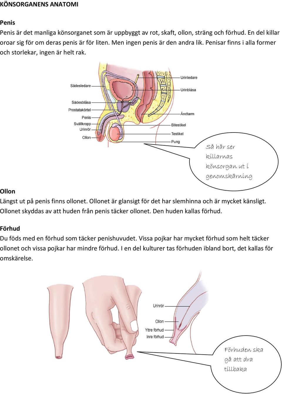 Ollonet är glansigt för det har slemhinna och är mycket känsligt. Ollonet skyddas av att huden från penis täcker ollonet. Den huden kallas förhud.