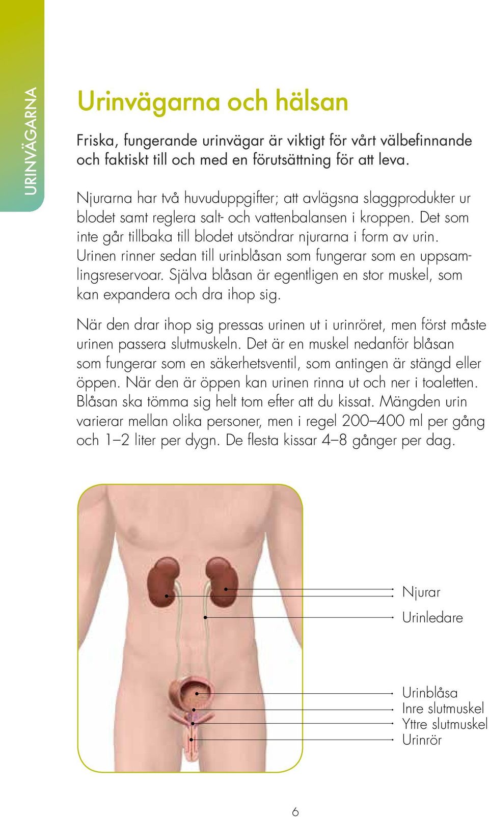 Urinen rinner sedan till urinblåsan som fungerar som en uppsamlingsreservoar. Själva blåsan är egentligen en stor muskel, som kan expandera och dra ihop sig.