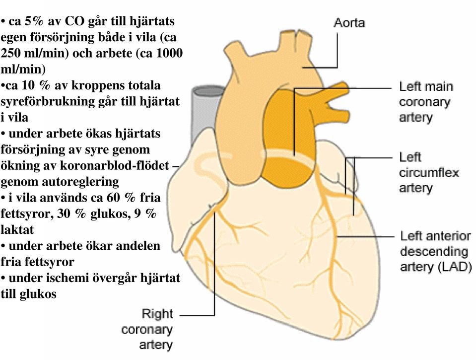 försörjning av syre genom ökning av koronarblod-flödet genom autoreglering i vila används ca 60 % fria