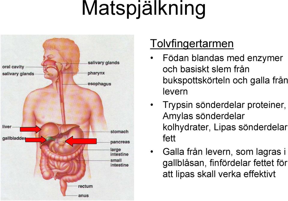 Amylas sönderdelar kolhydrater, Lipas sönderdelar fett Galla från levern,