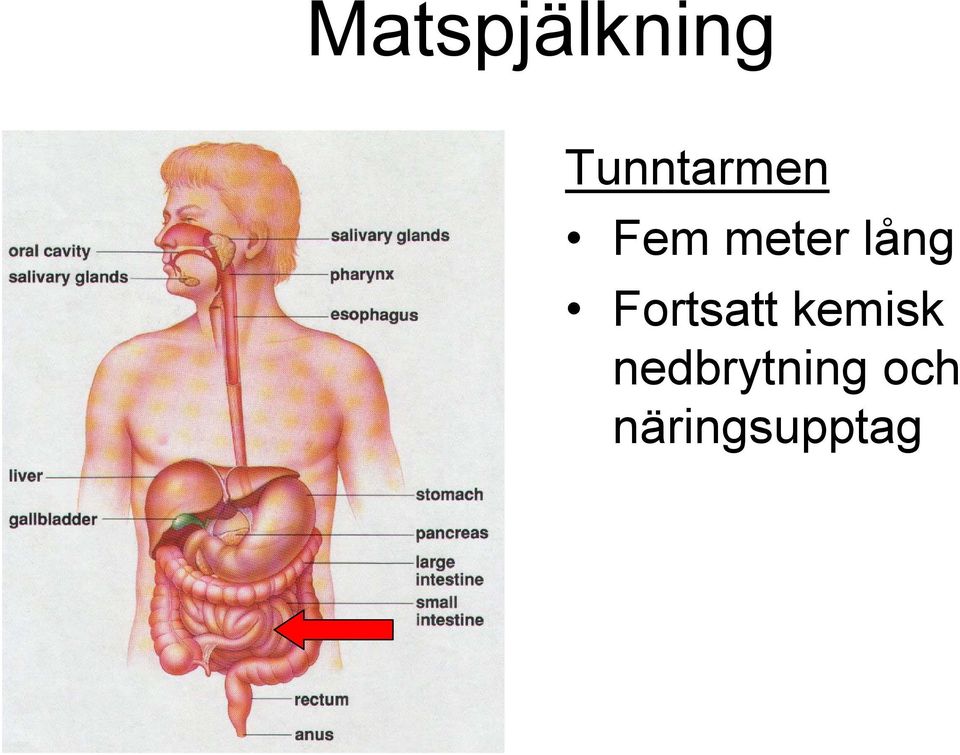 lång Fortsatt kemisk