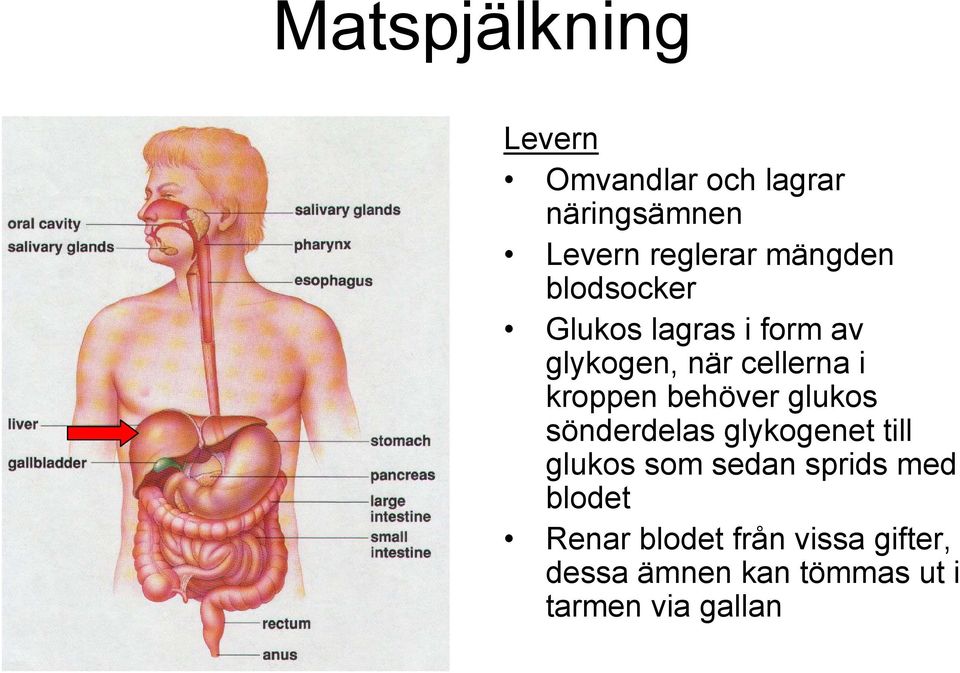 behöver glukos sönderdelas glykogenet till glukos som sedan sprids med