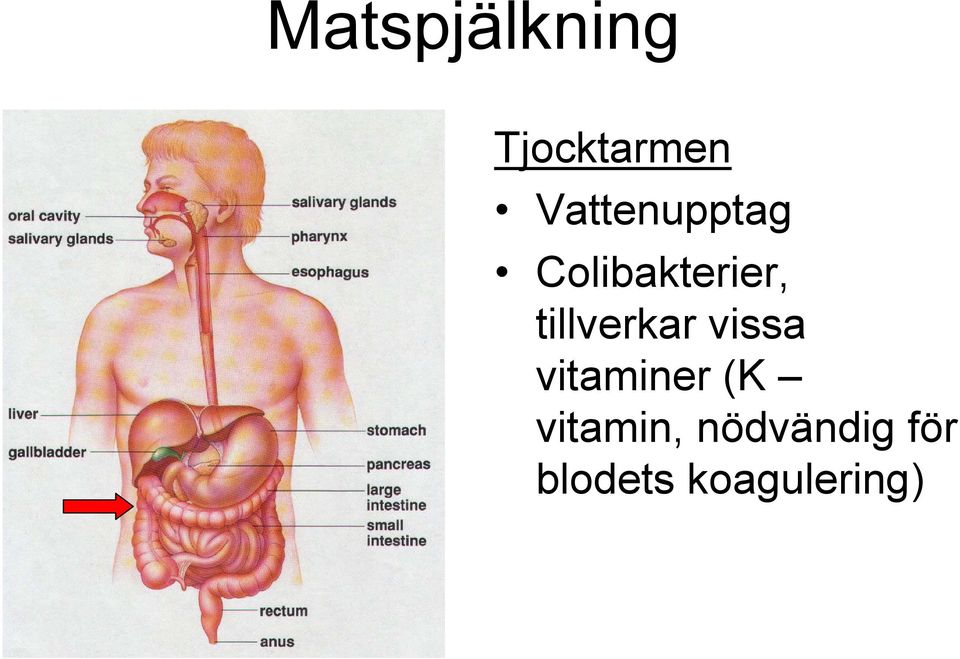 tillverkar vissa vitaminer (K