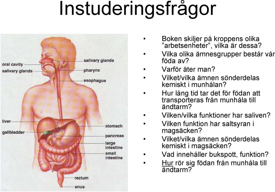 Hur lång tid tar det för födan att transporteras från munhåla till ändtarm? Vilken/vilka funktioner har saliven?