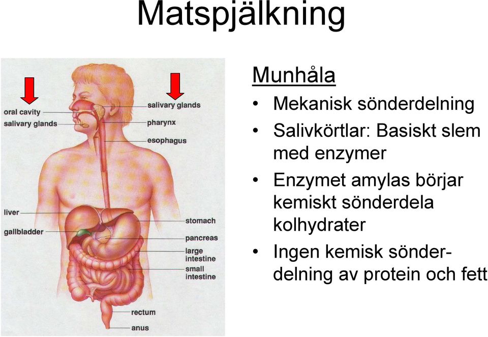 Enzymet amylas börjar kemiskt sönderdela