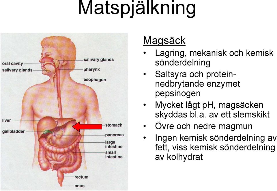 magsäcken skyddas bl.a. av ett slemskikt Övre och nedre magmun