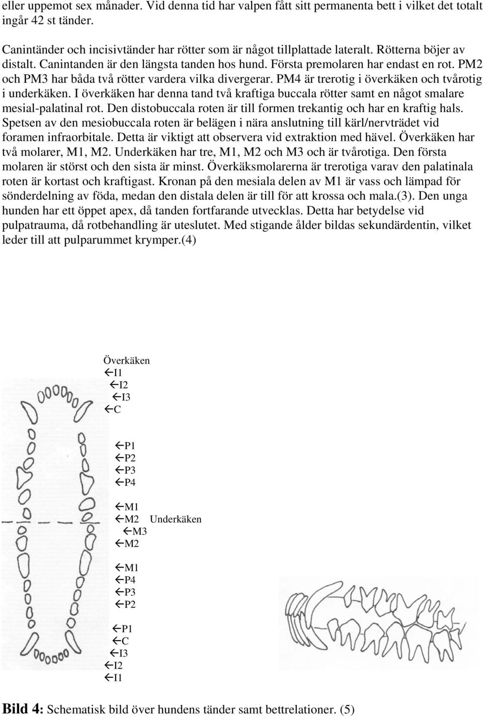 PM4 är trerotig i överkäken och tvårotig i underkäken. I överkäken har denna tand två kraftiga buccala rötter samt en något smalare mesial-palatinal rot.