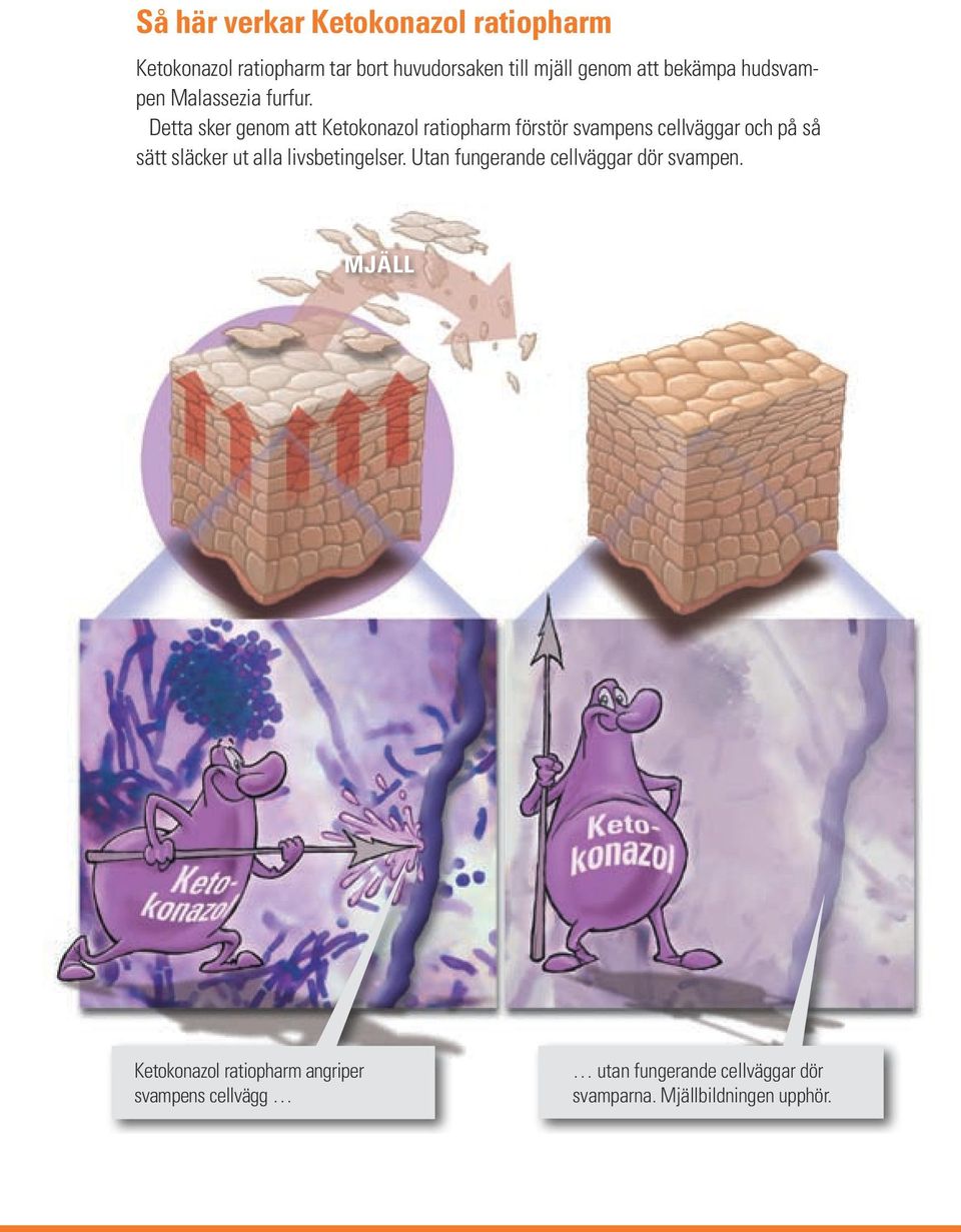 Detta sker genom att Ketokonazol ratiopharm förstör svampens cellväggar och på så sätt släcker ut alla