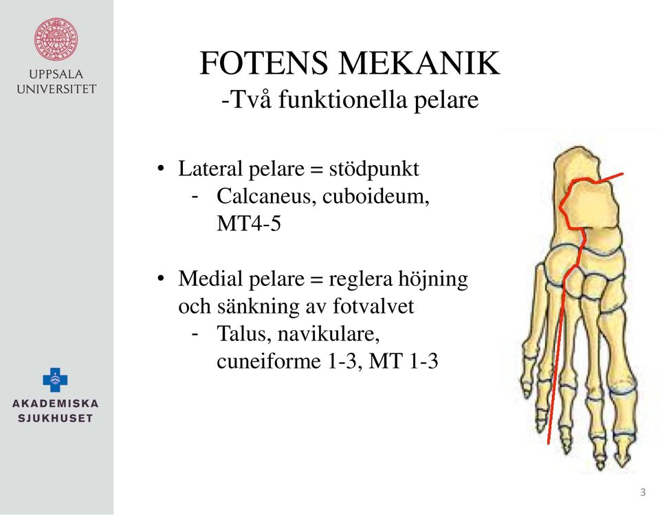 Medial pelare = reglera höjning och sänkning av