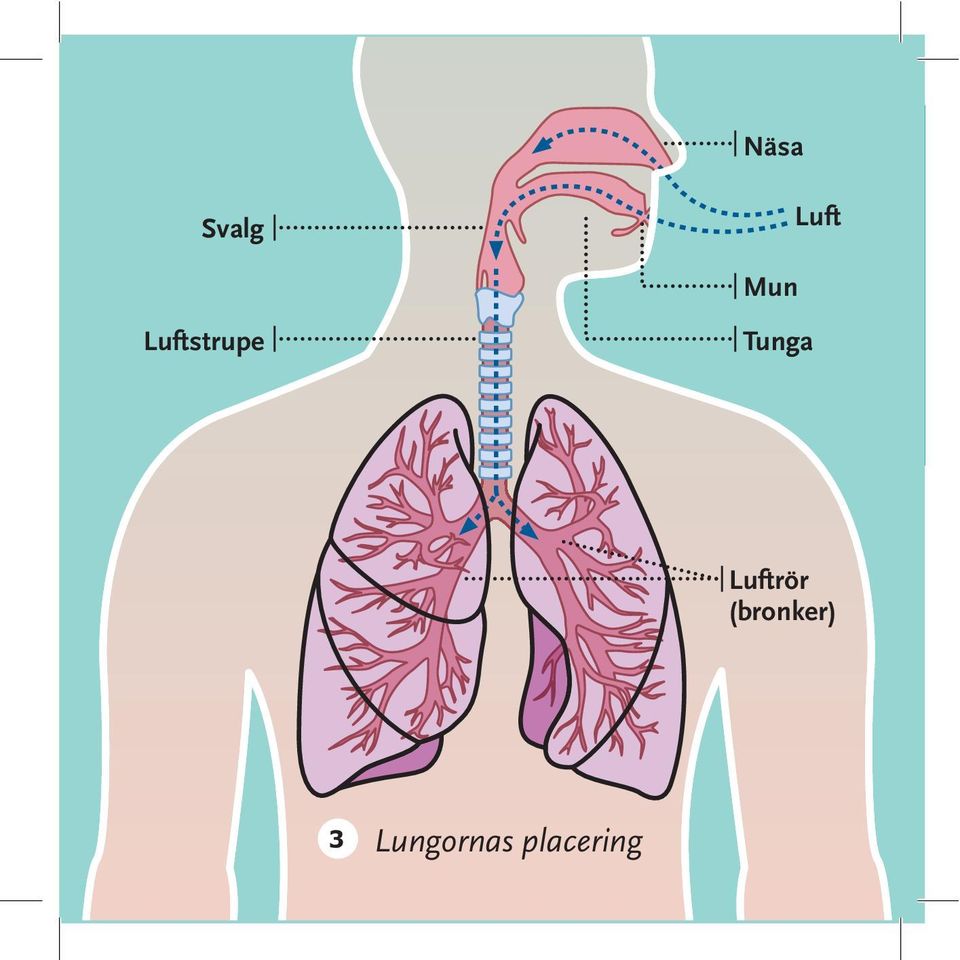 Luftrör (bronker) 3