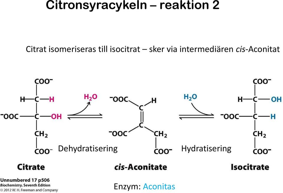 via intermediären cis-aconitat