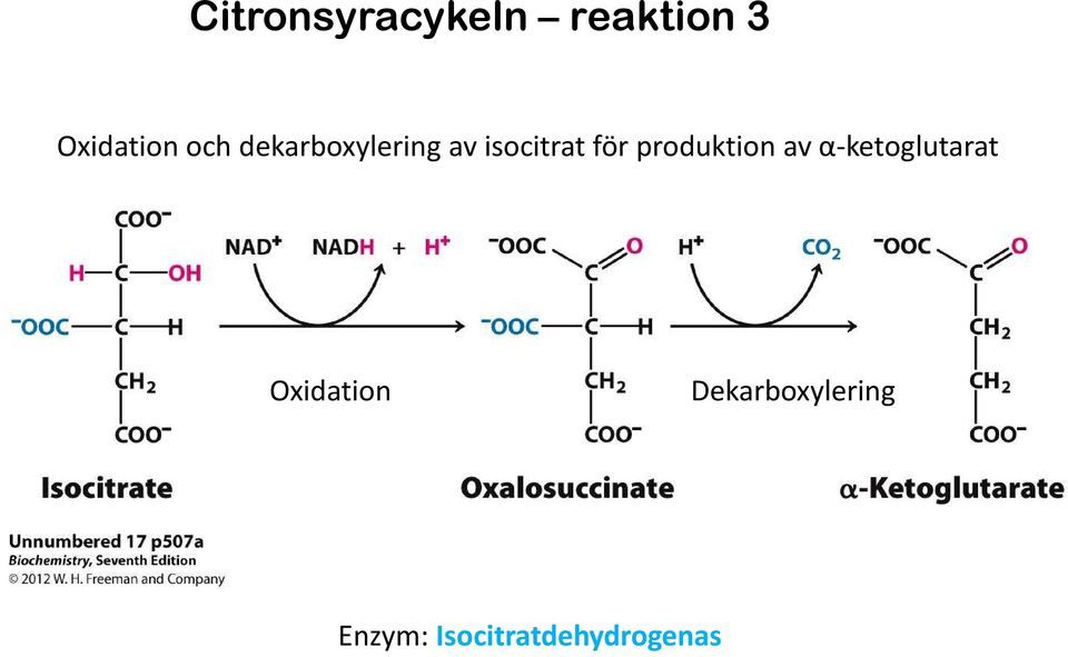 produktion av α-ketoglutarat Oxidation