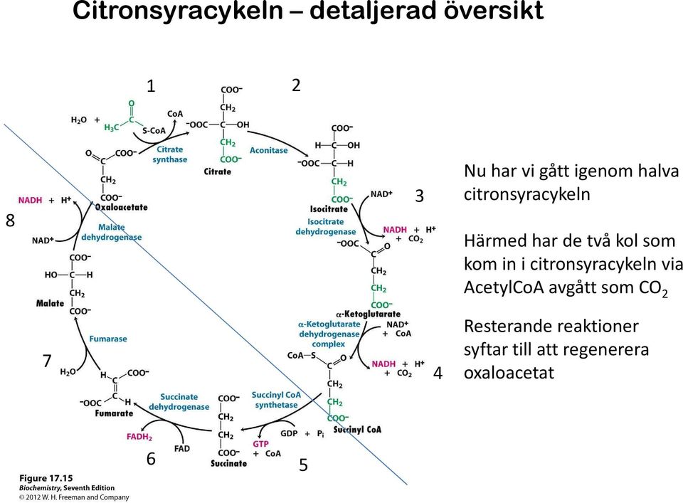 in i citronsyracykelnvia AcetylCoAavgått som CO 2 7 4