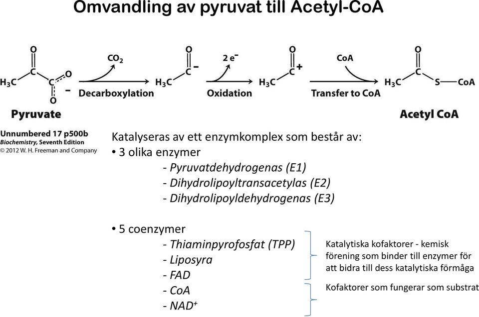 coenzymer - Thiaminpyrofosfat(TPP) -Liposyra -FAD -CoA -NAD + Katalytiska kofaktorer-kemisk