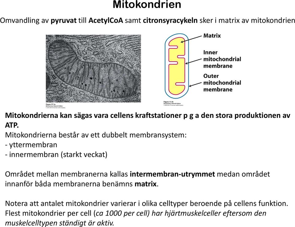 Mitokondriernabestår av ett dubbelt membransystem: -yttermembran -innermembran (starkt veckat) Området mellan membranerna kallas