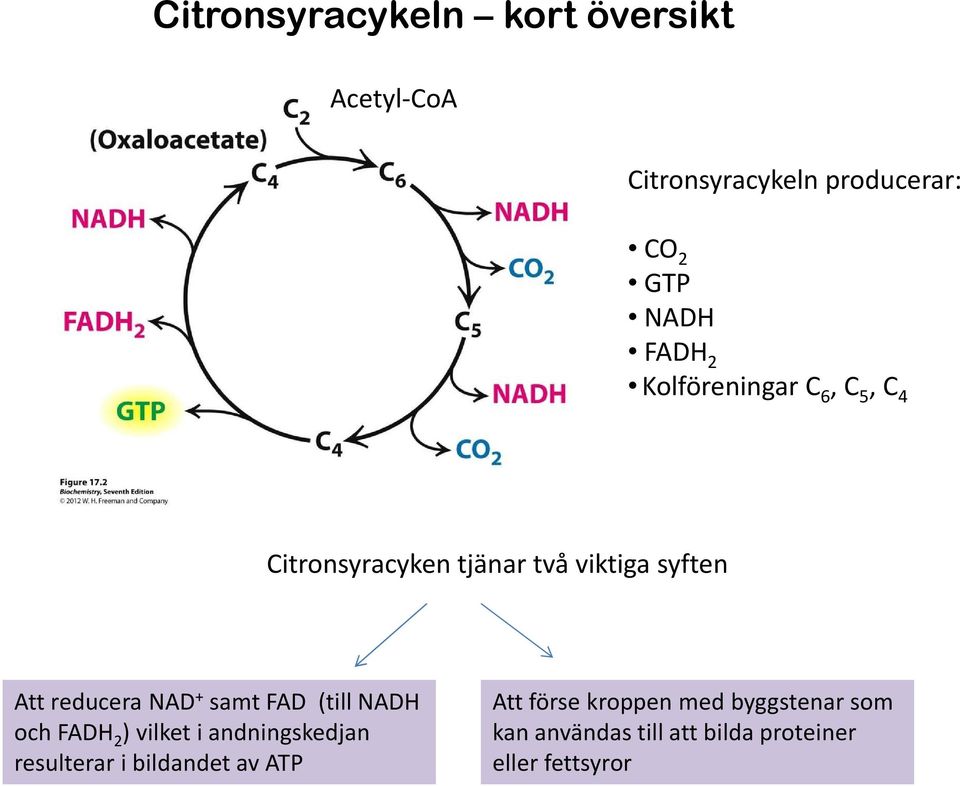 + samt FAD (till NADH och FADH 2 ) vilket i andningskedjan resulterar i bildandet av ATP