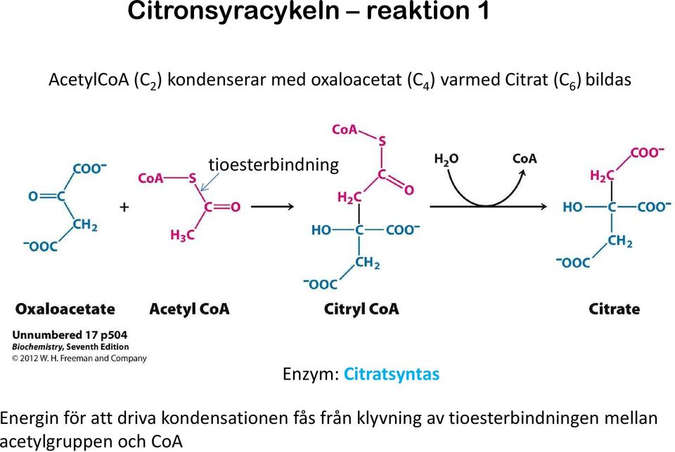 Enzym: Citratsyntas Energin för att driva kondensationen fås