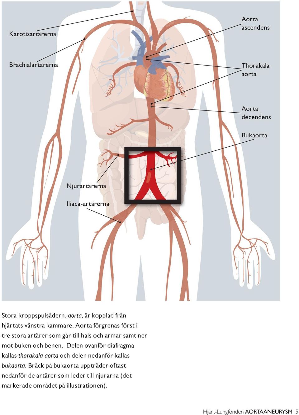 Aorta förgrenas först i tre stora artärer som går till hals och armar samt ner mot buken och benen.