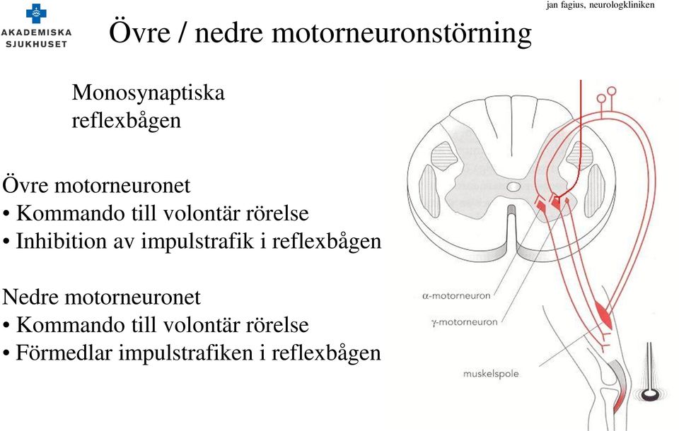volontär rörelse Inhibition av impulstrafik i reflexbågen Nedre