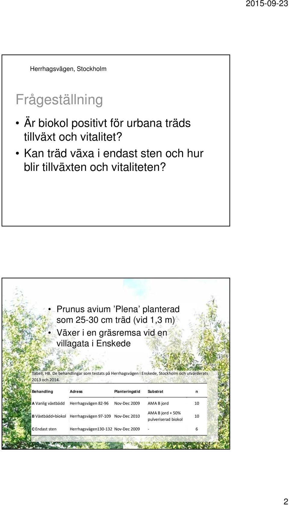 Prunus avium Plena planterad som 25-30 cm träd (vid 1,3 m) Växer i en gräsremsa vid en villagata i Enskede Tabell, HB.