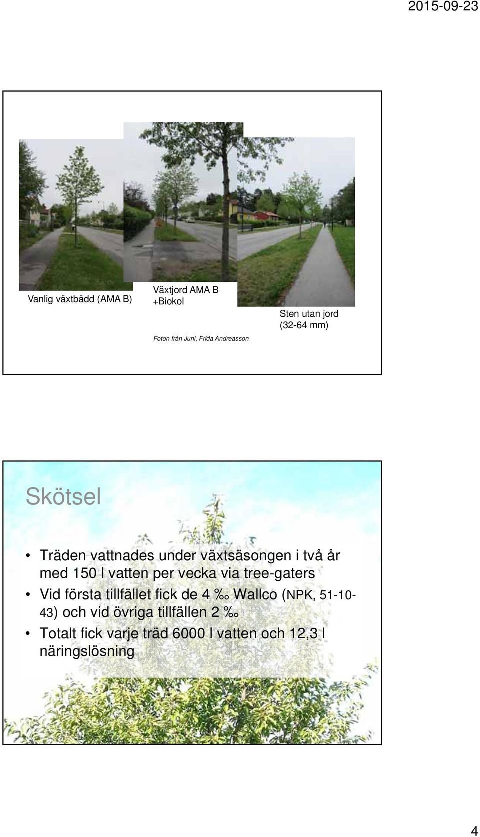 vatten per vecka via tree-gaters Vid första tillfället fick de 4 Wallco (NPK, 51-10-