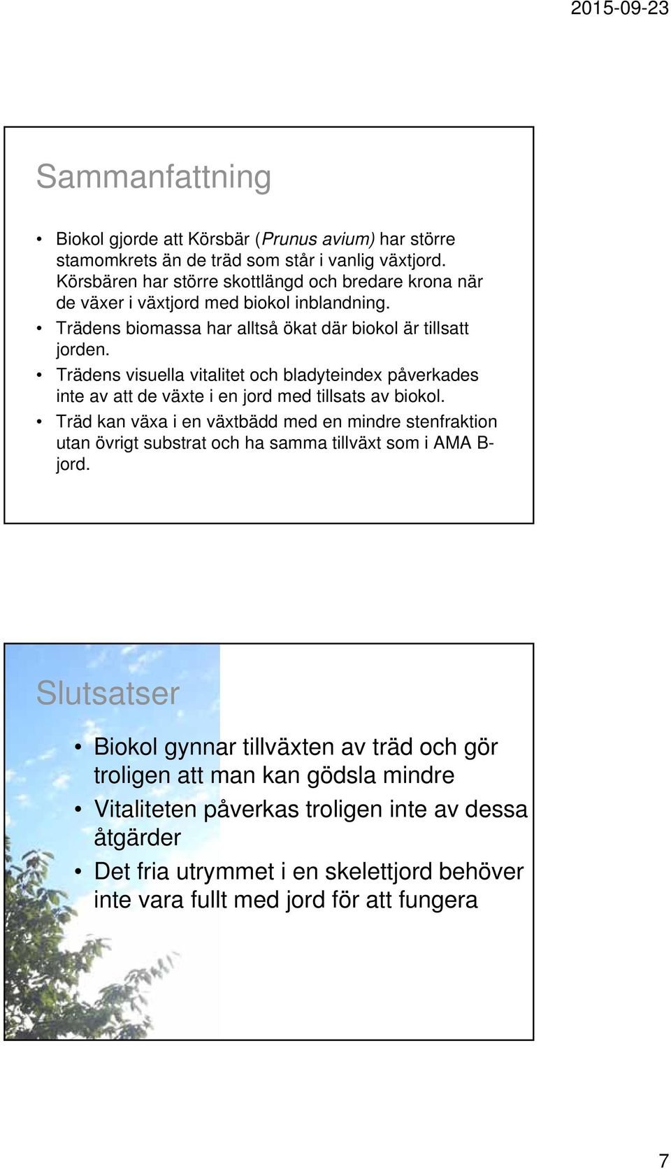 Trädens visuella vitalitet och bladyteindex påverkades inte av att de växte i en jord med tillsats av biokol.