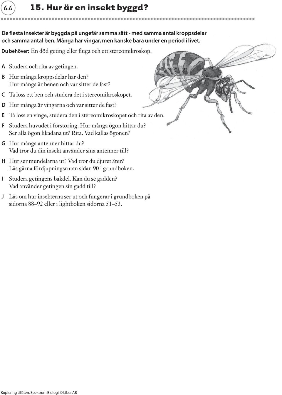 C Ta loss ett ben och studera det i stereomikroskopet. D Hur många är vingarna och var sitter de fast? E Ta loss en vinge, studera den i stereomikroskopet och rita av den.