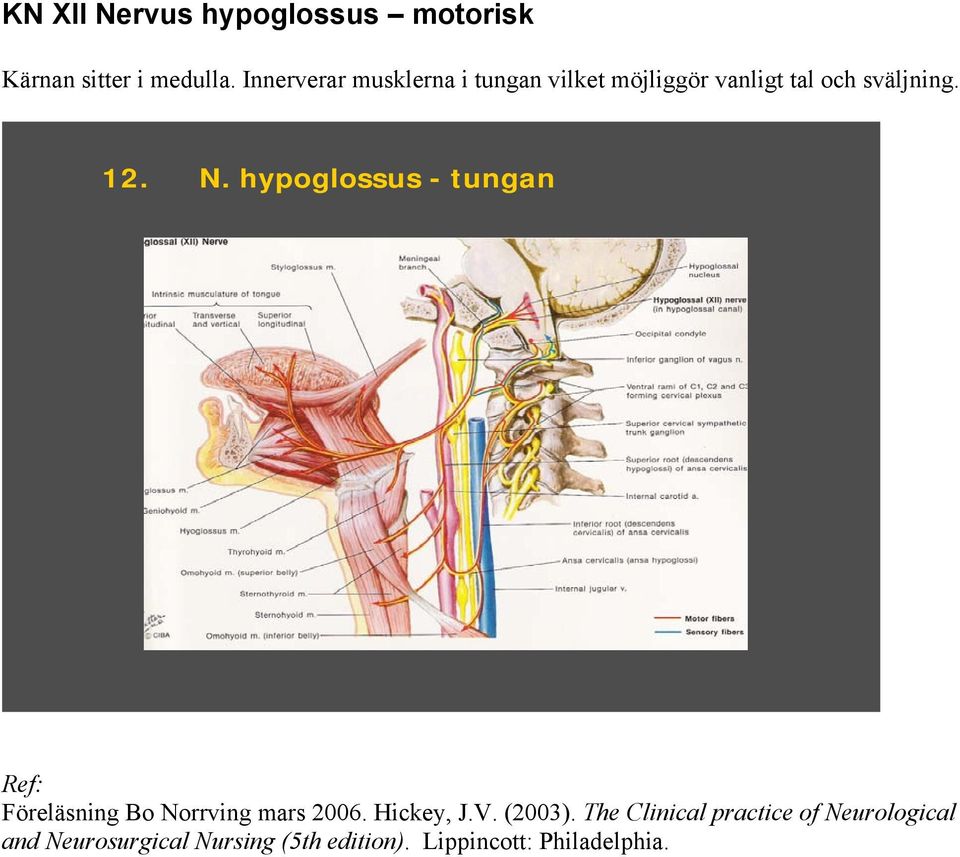 hypoglossus - tungan Ref: Föreläsning Bo Norrving mars 2006. Hickey, J.V. (2003).